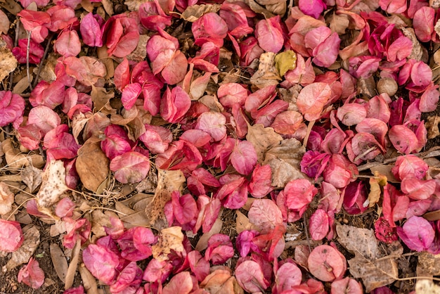 Foto fiori di bouganville magnoliophyta nel pavimento