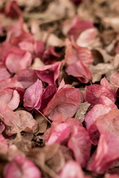 Foto fiori di bouganville magnoliophyta nel pavimento