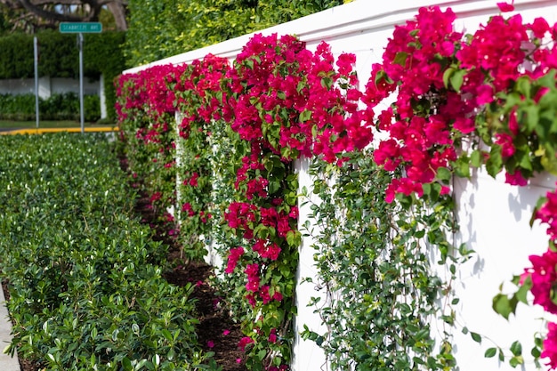 Bougainvillea or paperflower flowering plant growing along fence outdoors