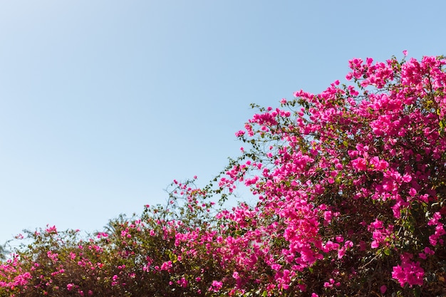 bougainvillea pink tree against blue sky