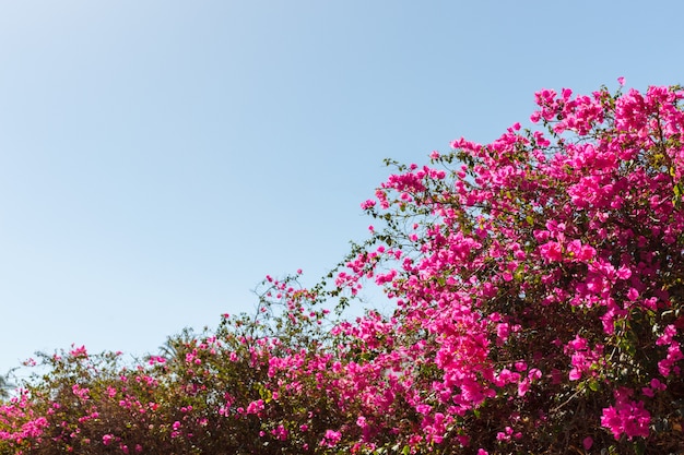 Bougainvillea pink tree against blue sky