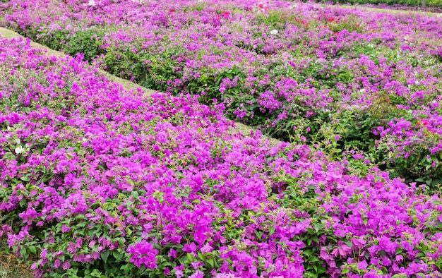 Bougainvillea roze bloem bloeiend