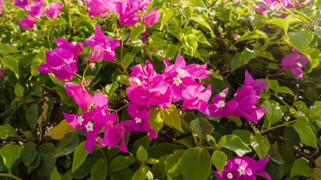 Bougainvillea roze bloemen tegen de blauwe lucht