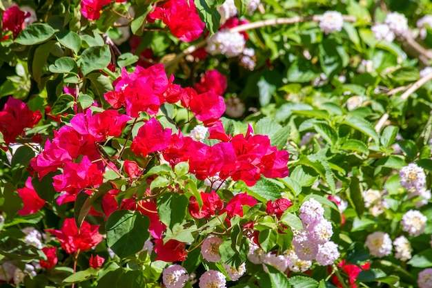 Bougainvillea spectabilis noto anche come grande bouganville