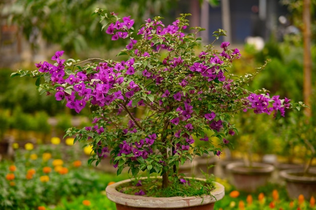 Bougainvillea spectabilis Bloemen in de tuin