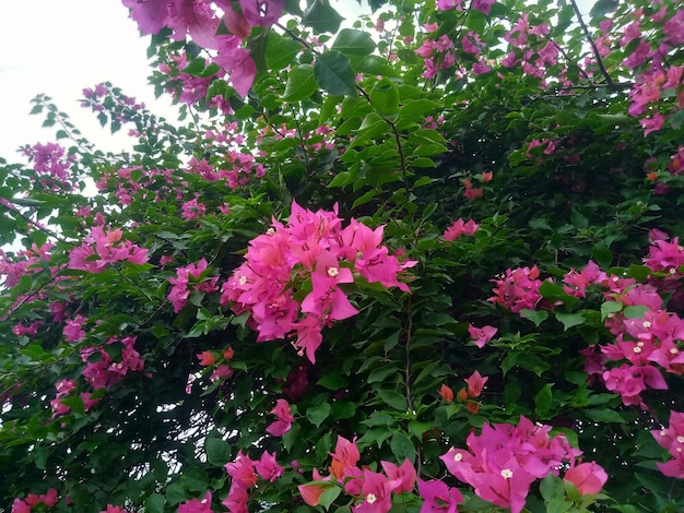 Premium Photo | Bougainvillea spectabilis pink flower background