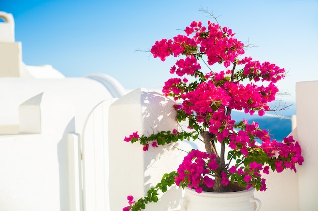 Bougainvillea tree with pink flowers and white architecture on Santorini island, Greece. Shallow depth of field.