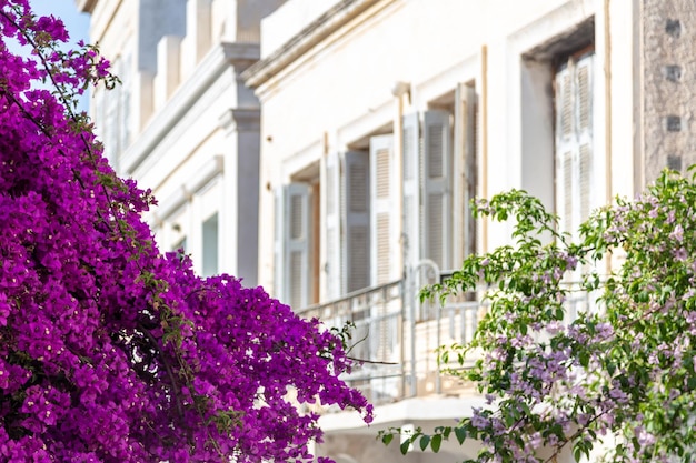 Photo bougainvillea with purple flowers at ermoupolis capital of syros island cyclades greece