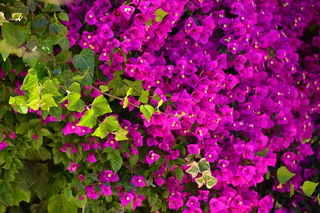 Foto bougainvillea