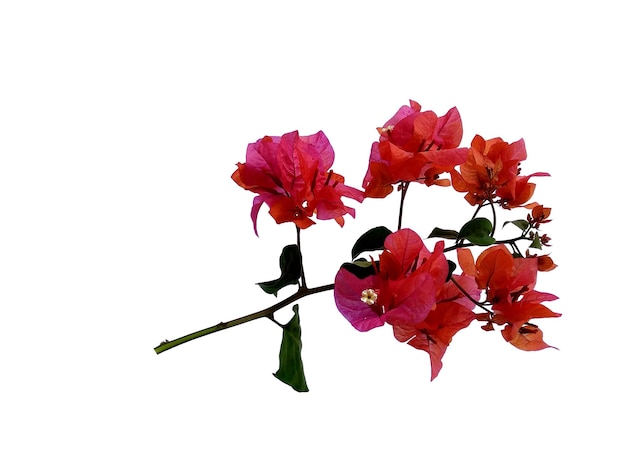 Bougainvilleabloem die op witte achtergrond wordt geïsoleerd