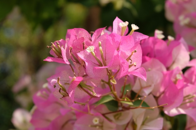 Bougainvilleabloem Phong Phra