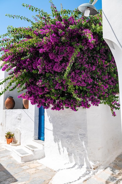 Bougainvilleaboom in Griekenland