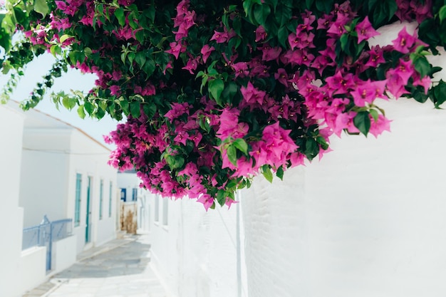 Bougainvilleaboom in Griekenland