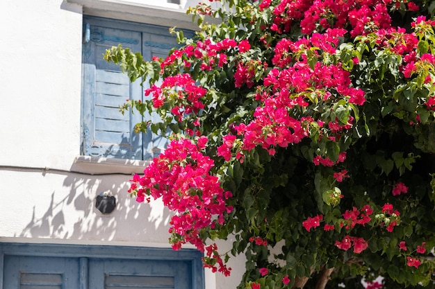 Bougainvilleaboom in Griekenland