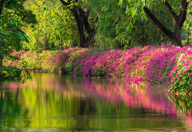 Bougainvilleaomheining en waterbezinning