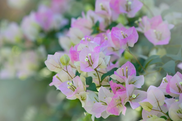 Bougainvilleas in ochtend met vage achtergrond.