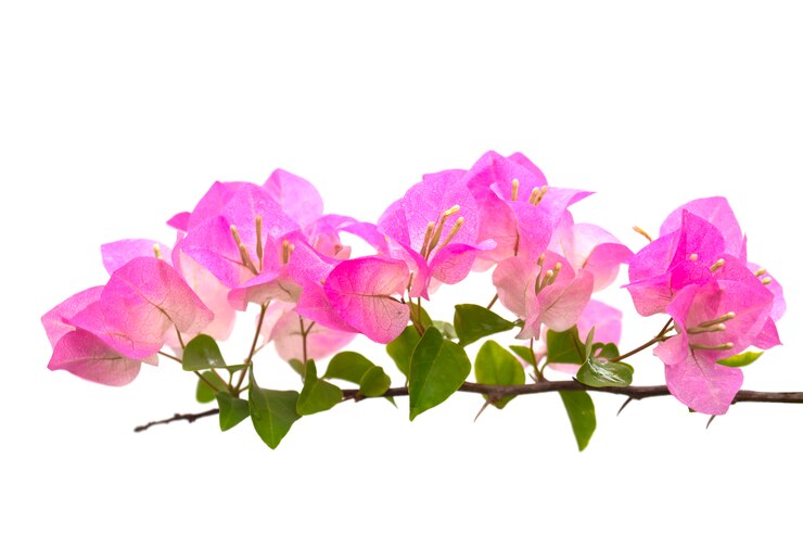 Premium Photo | Bougainvilleas or paper flower isolated on white ...