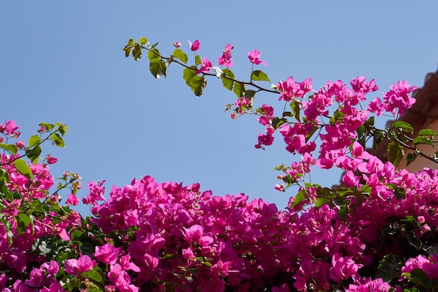 bougavillia exotic flowering shrub in pink shade of colour in crete greece against a clear sky