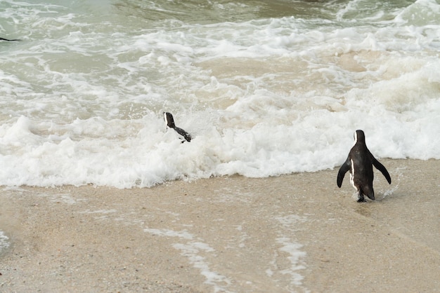 Колония пингвинов Боулдерс-Бич Саймонстаун в Южной Африке
