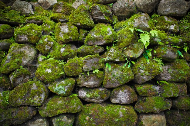 Photo the boulders covered by green moss. background.