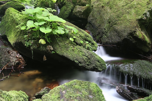 Boulders in the flowing water