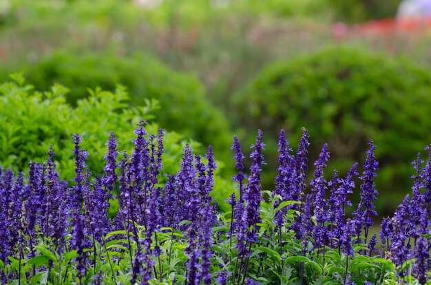 春のスミレの束（紫、花、木）