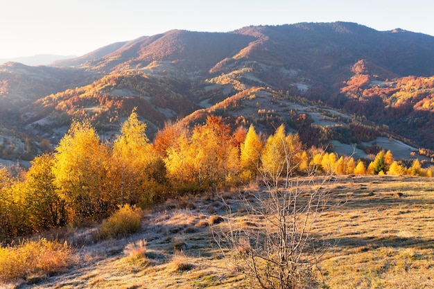 Boundless highlands covered with green coniferous and terracotta deciduous forests under cloudy sky on sunny autumn day aerial view