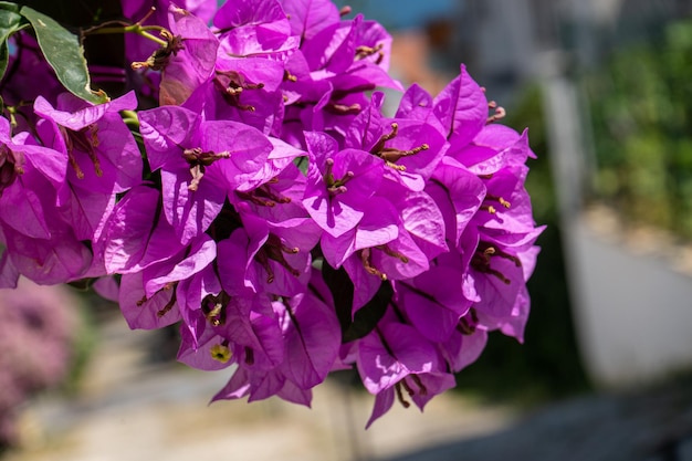 Boungainvillea Flower