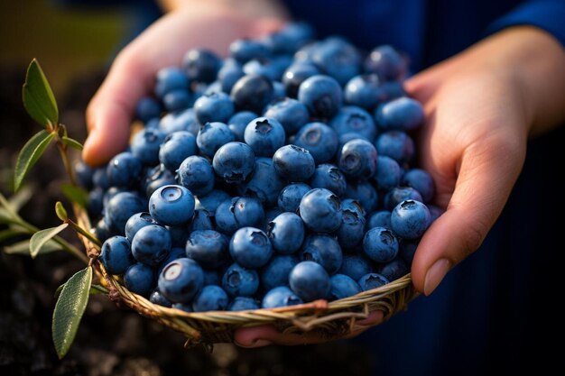 写真 bountiful blueberry harvest natures 最高のブルーベリーイメージフォトグラフィー