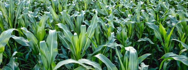 Bounty of the Land Weelderige groene maïs groeit in het veld