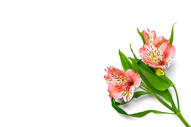 Bouquet of alstroemeria flowers isolated on white