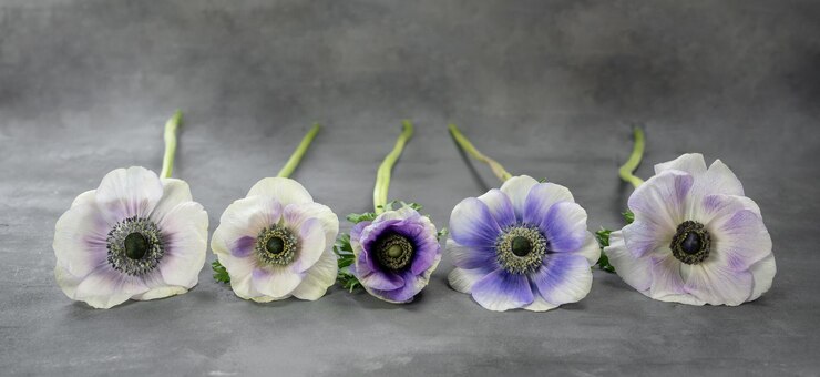 Bouquet of anemone flowers on grey stone background White purple and violet flowers Copy space