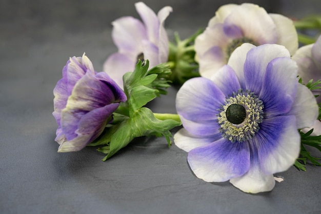 灰色の石の背景にアネモネの花の花束白紫と紫の花コピースペース