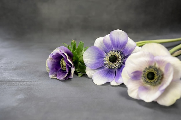 Bouquet of anemone flowers on grey stone background White purple and violet flowers Copy space