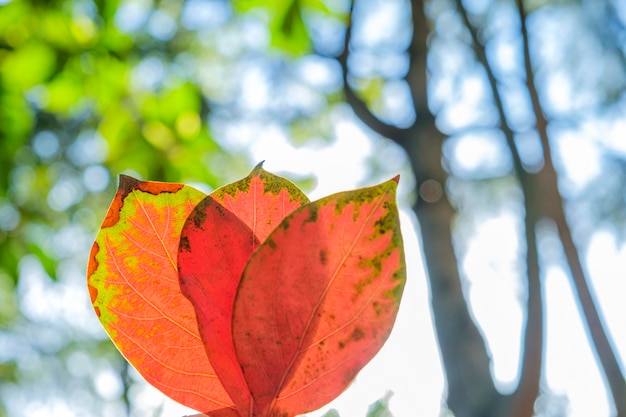 Foto bouquet di foglie d'arancio autunnali al sole l'autunno è arrivato concetto felice autunno umore atmosferico raggi di sole e cielo blu copia spazio per il testo