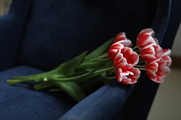 Bouquet of beautiful bicolor tuips on a blue armchair.