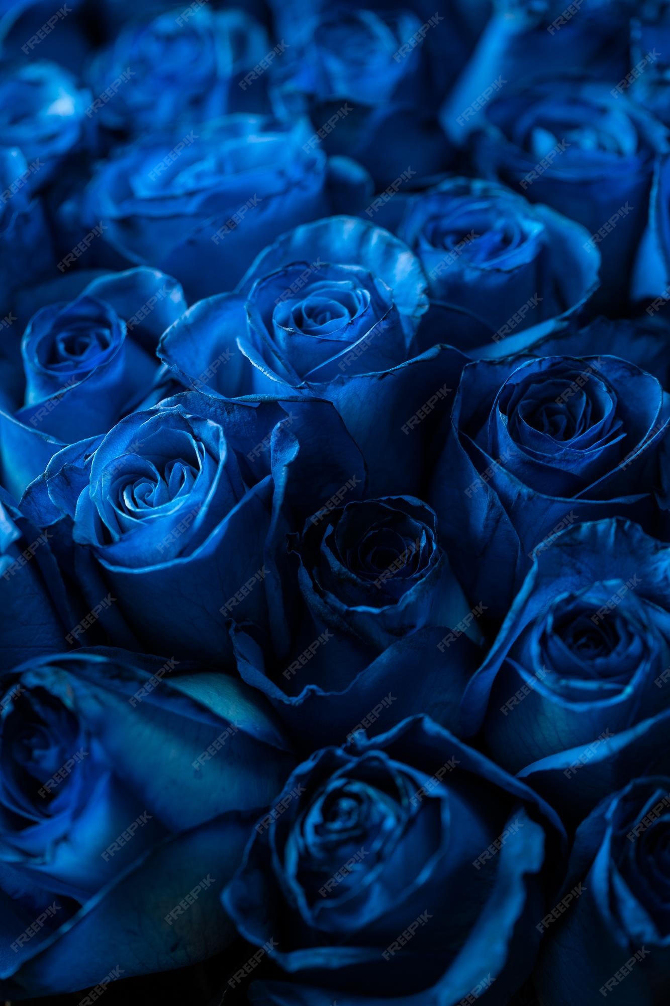Premium Photo | Bouquet of beautiful blue roses trend color classic blue  valentine's day selective focus roses wallpaper