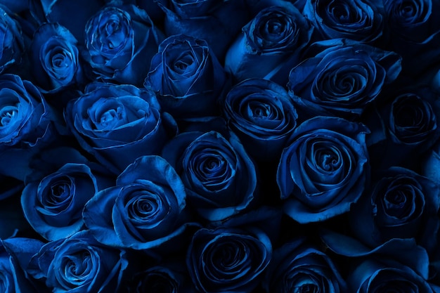 Photo bouquet of beautiful blue roses trend color classic blue valentine's day selective focus roses wallpaper