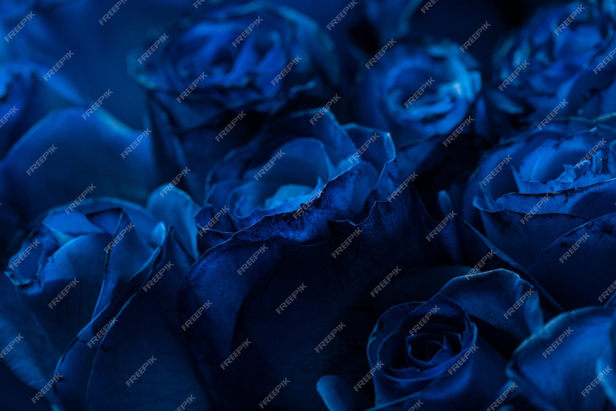 Dark Blue Rose Images - Free Download on Freepik