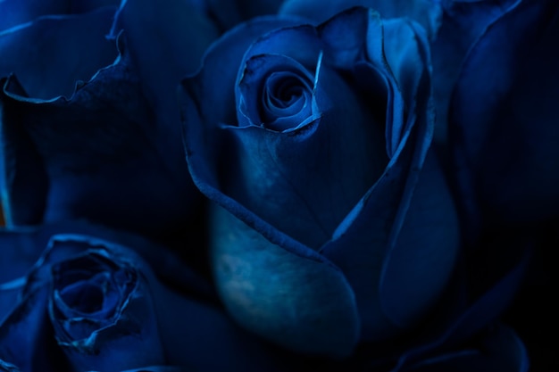 美しい青いバラの花束トレンドカラークラシックブルーバレンタインデーセレクティブフォーカスローズの壁紙
