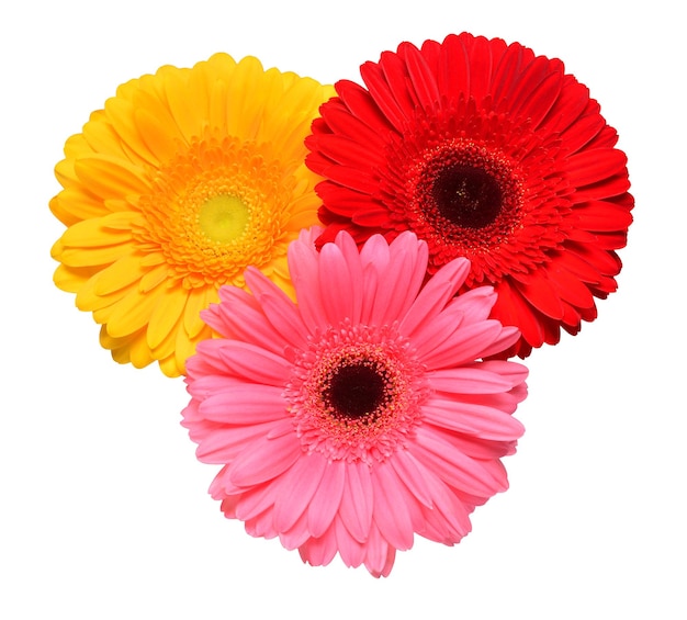 Bouquet of beautiful delicate flowers gerberas isolated on white background Fashionable creative floral composition Summer spring Flat lay top view