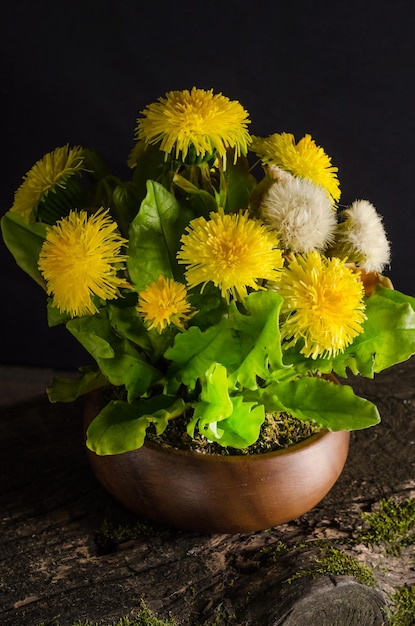 Bouquet di bellissimi fiori di denti di leone gialli in un vaso su una vecchia tavola di legno su sfondo nero