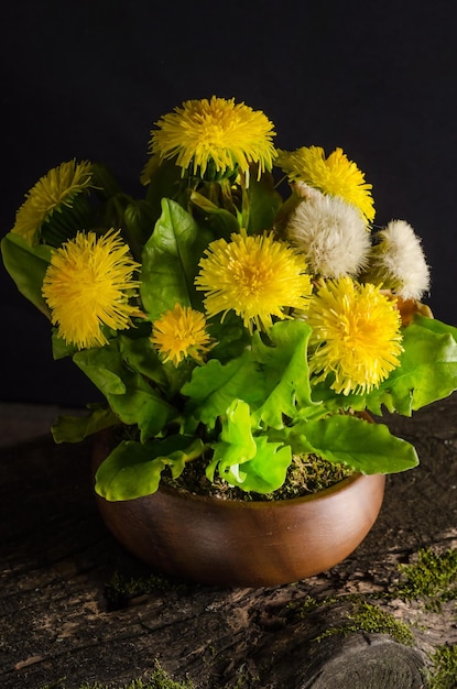 Bouquet of beautiful flowers of yellow dandelions in a vase on
an old wooden board on a black background