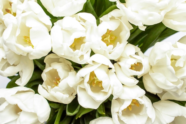 Bouquet of beautiful fresh cream tulips