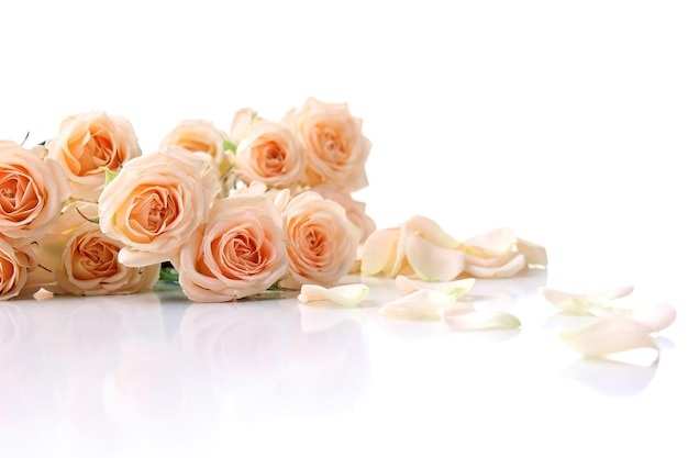 Bouquet of beautiful fresh roses isolated on white