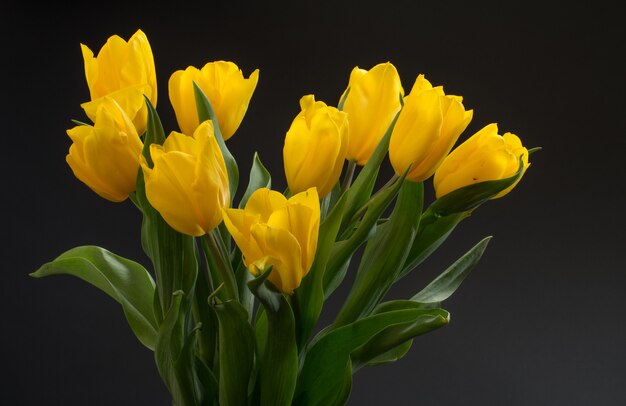 暗い背景に露の美しい新鮮な黄色のチューリップの花束。静物写真