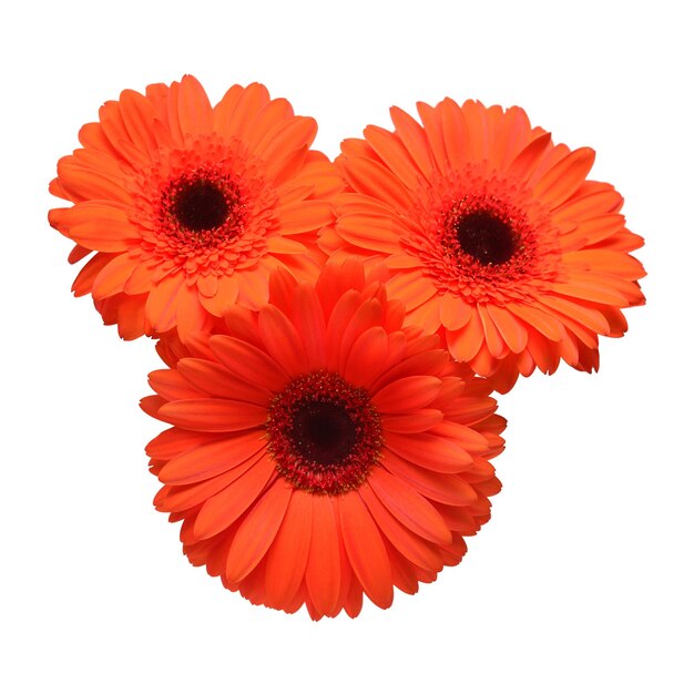 Bouquet of beautiful orange delicate flowers gerberas isolated on white background. Fashionable creative floral composition. Summer, spring. Flat lay, top view