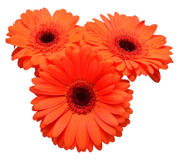 Bouquet of beautiful orange delicate flowers gerberas isolated on white background Fashionable creative floral composition Summer spring Flat lay top view