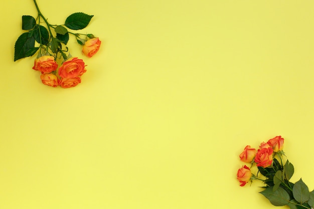 Bouquet of beautiful orange roses on yellow background