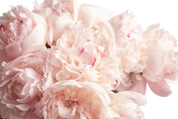 Bouquet of beautiful peony flowers on light background closeup